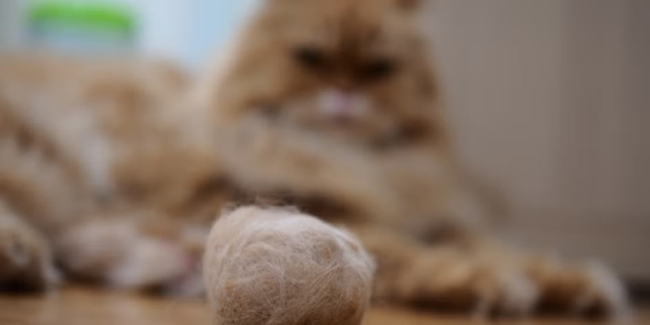 Las bolas de pelo son comunes en gatos de pelaje largo, como este persa.