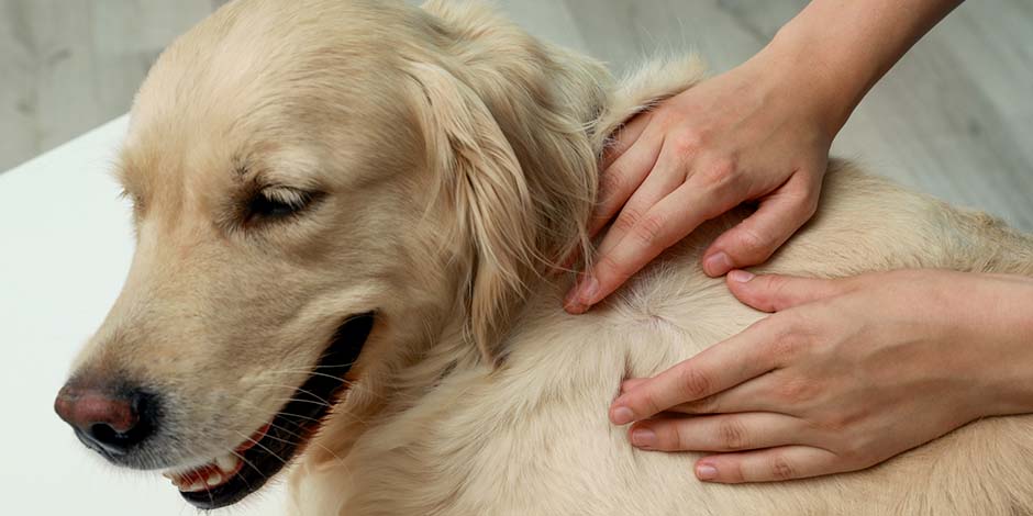 Cáncer en perros - Piel Revisión de la piel de un golden retriever en busca de melanomas o cáncer en perros.