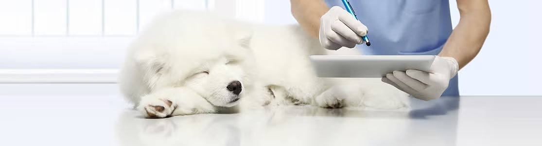 Cáncer en perros. Veterinario examinando a un samoyedo blanco.