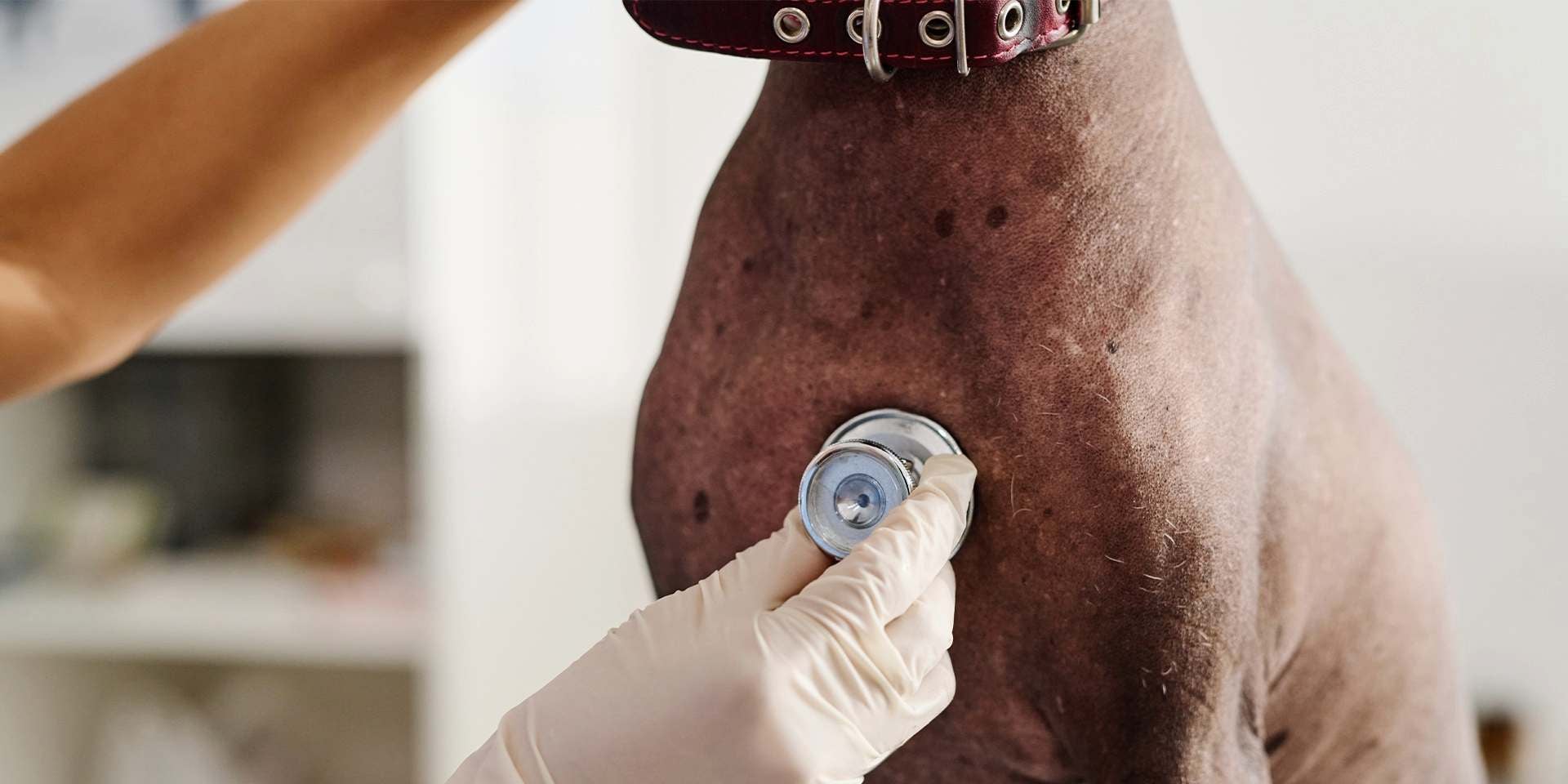 Veterinario examinando con estetoscopio el corazón de un can en busca de una cardiopatía en perros.