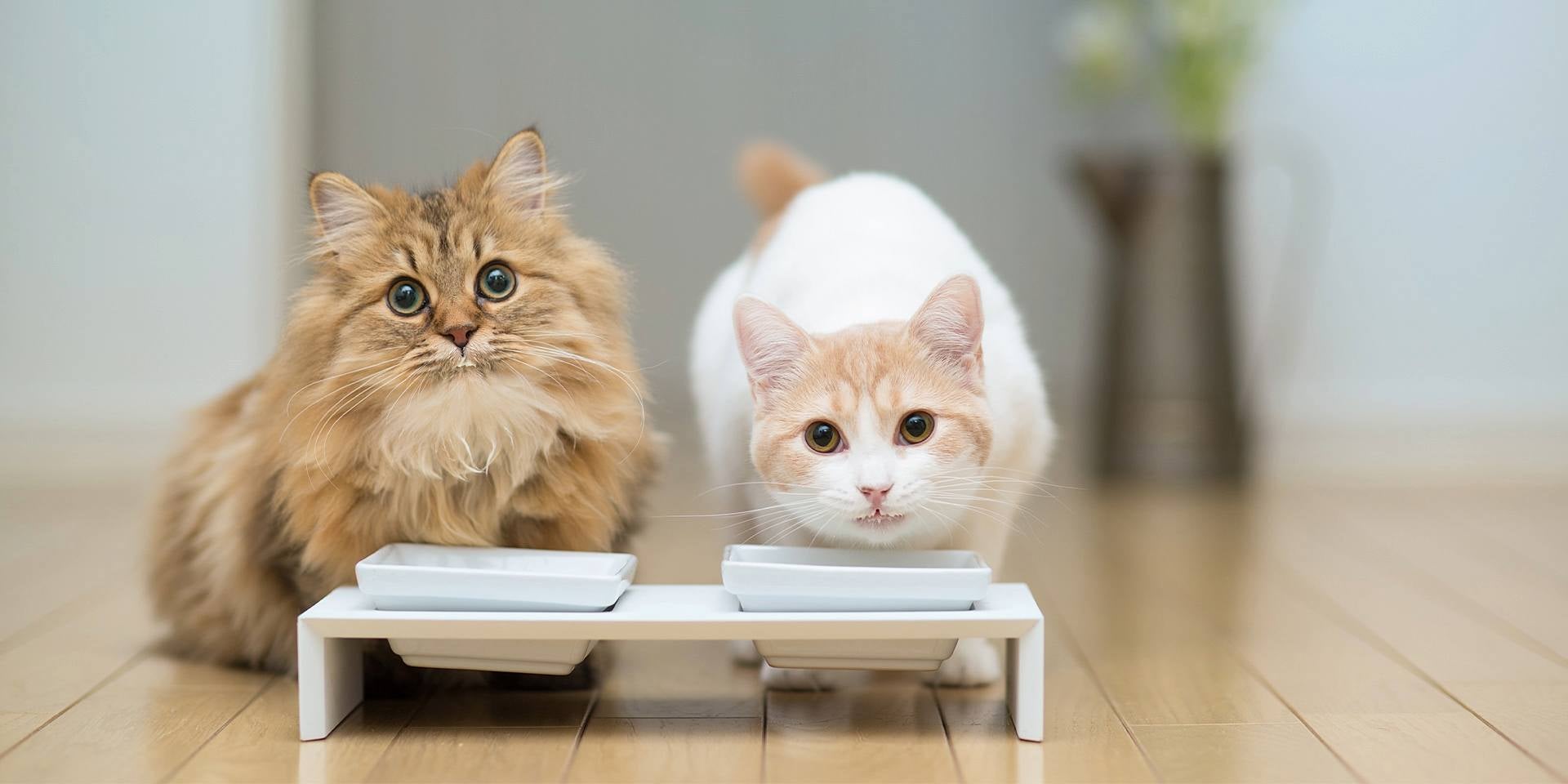 Los gatos pueden comer melón - Dieta Los gatos pueden comer melón, pero no hace parte de su dieta, es más un enriquecimiento para sus sentidos.