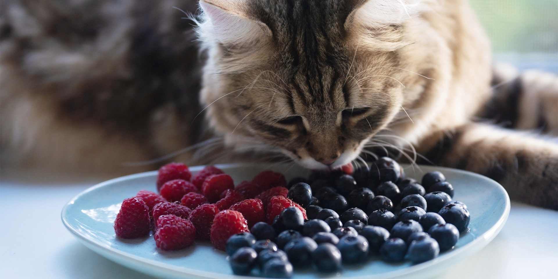 Los gatos pueden comer melón – Michi comiendo frutas Los gatos pueden comer melón, así como otras frutas, pero no lo necesitan. Michi comiendo frutos rojos.