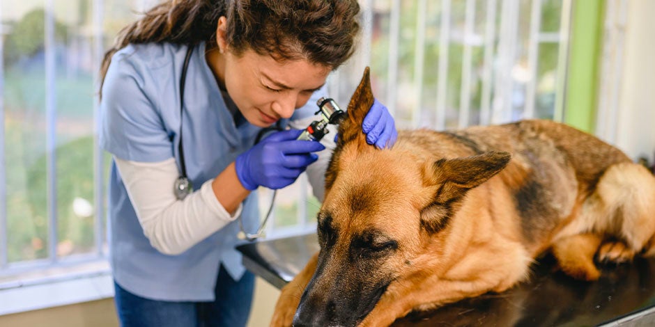 Mi perro tiene fiebre - Orejas  Veterinaria examinando las orejas de un pastor alemán. ¿Cómo saber si mi perro tiene fiebre?