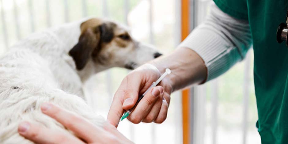 Mi perro tiene fiebre - Vacunación  Vacunación de mascota. ¿Cómo saber si mi perro tiene fiebre?