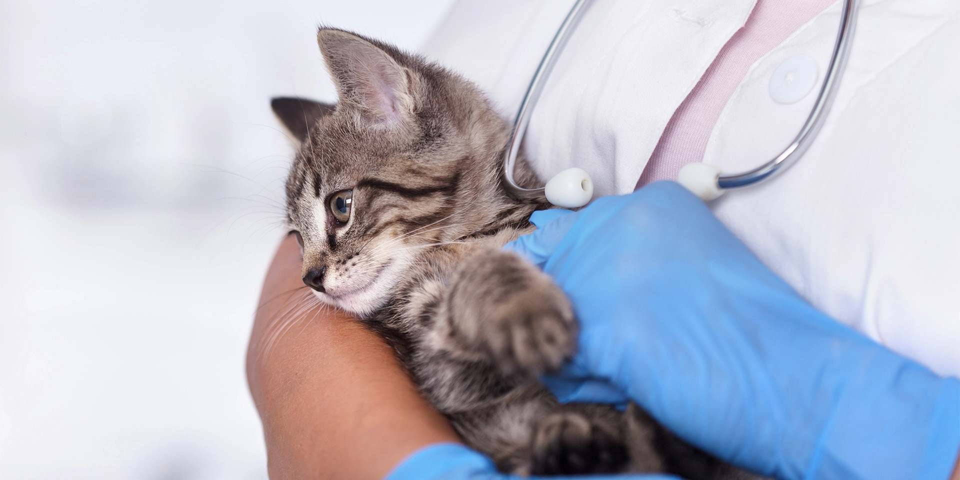 Moquillo en gatos - Tratamiento El moquillo en gatos no tiene cura, solo se tratan los síntomas y resta esperar que su organismo elimine el virus.