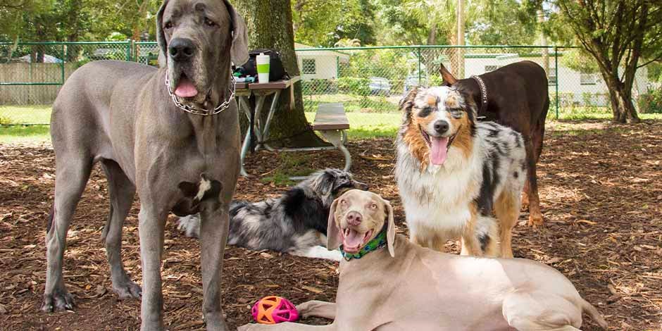Moquillo en perros – Grupo de perros Si uno sólo de estos canes de la imagen tiene moquillo en perros, los demás pueden contagiarse. Canes agrupados.