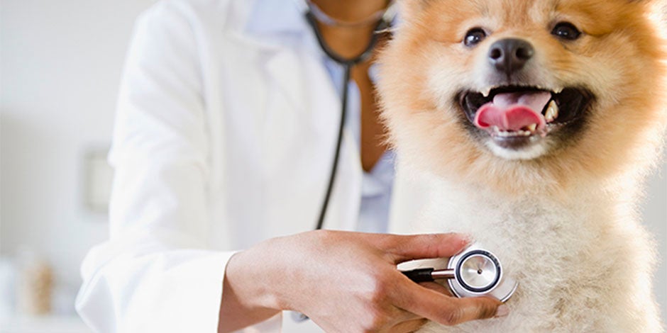 Moquillo en perros - Prevención La vacunación es mejor forma de prevención para el moquillo en perros. Pomerania con su veterinario.