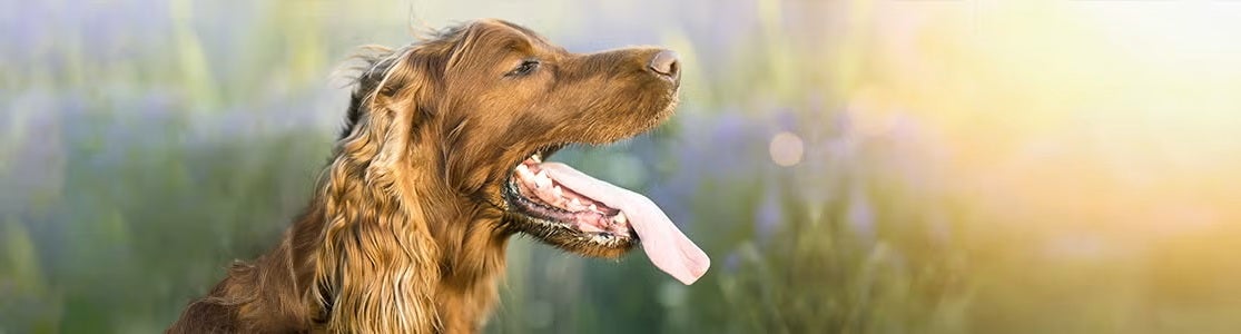 Por qué jadean los perros. Setter irlandés jadeando.