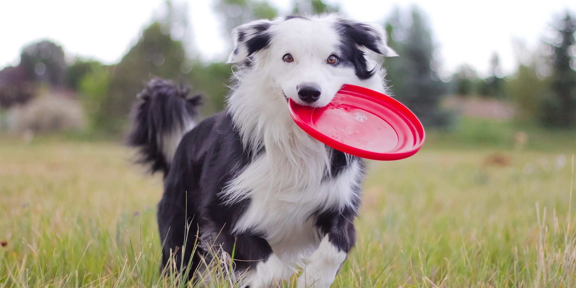 Los border collie son famosos por ser una de las razas de perros más inteligentes.