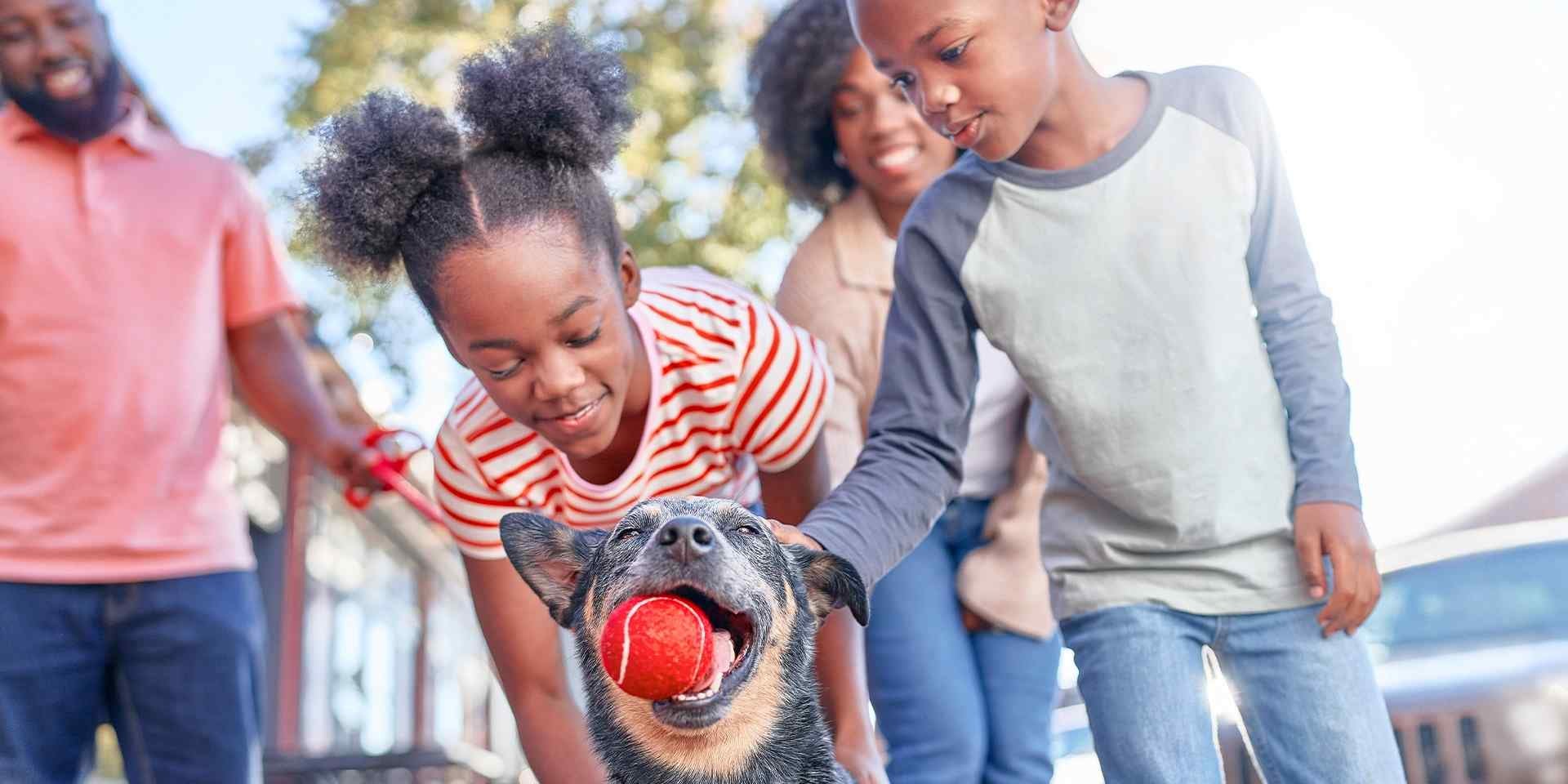 Razas de perros más inteligentes – Ganadero australiano Gracias a su trabajo como pastores, los ganaderos australianos son unas de las razas de perros más inteligentes.