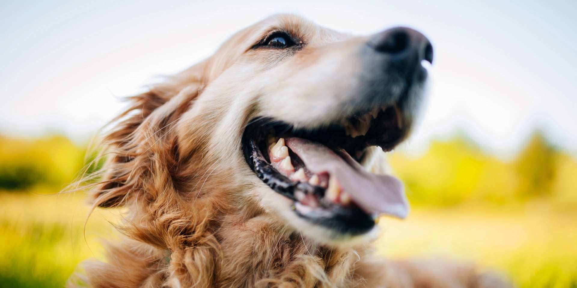 Razas de perros más inteligentes - Golden-retriever Golden retriever. Estos canes son listos y empáticos, lo que los hace una de las razas de perros más inteligentes.