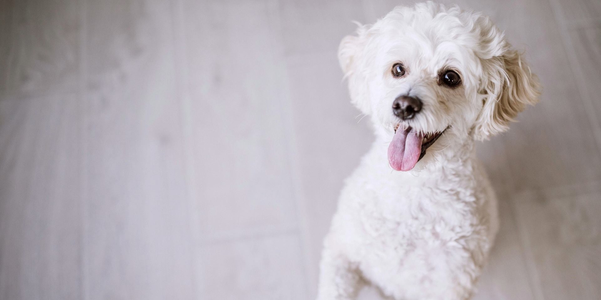 Razas de perros más inteligentes - Poodle Aunque no lo creas, los poodle son una de las razas de perros más inteligentes. ¿Te lo esperabas?