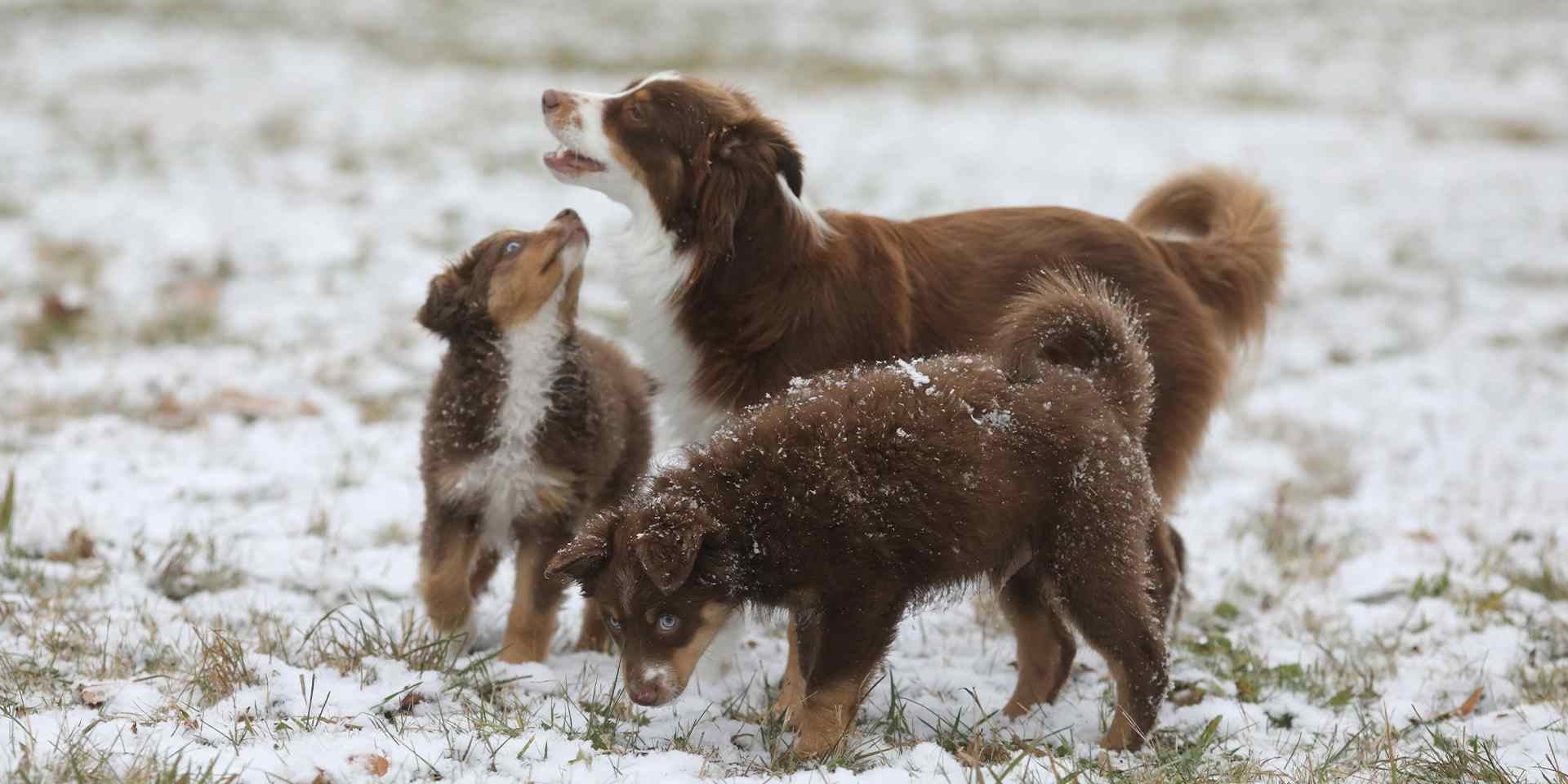 Sarna en perros - Prevención Si bien existen tratamientos para la sarna de perros, es mejor prevenirla. Familia canina bajo la nieve.