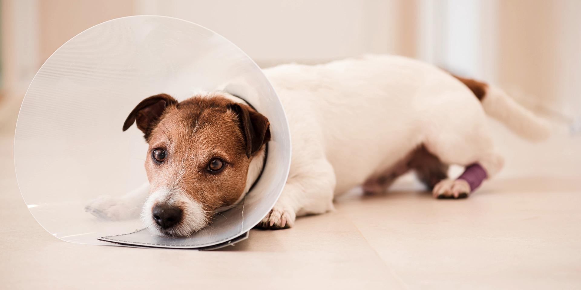 Sarna en perros - Señales Estos son algunos de los signos y señales de la sarna en perros. Jack Russell con un collar isabelino.