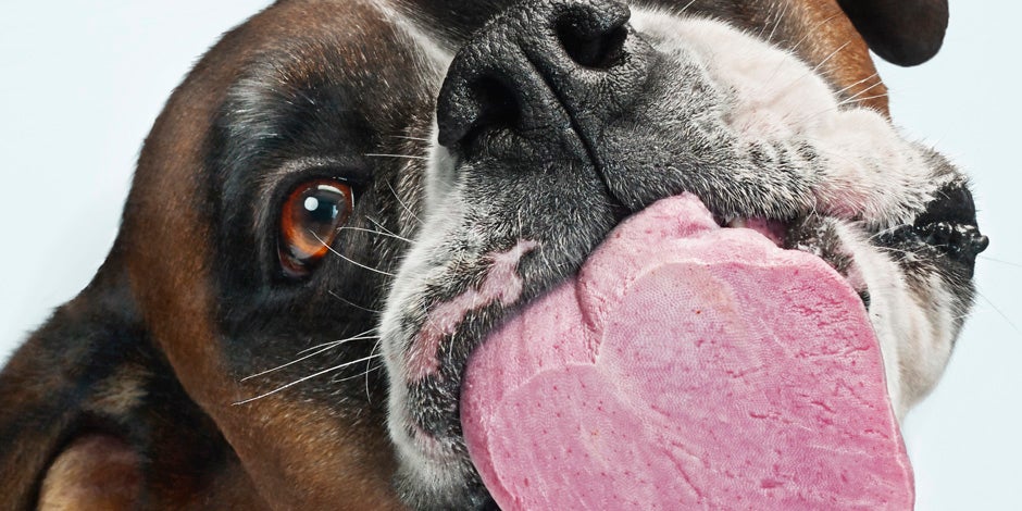 Para qué sirven los bigotes de los perros. Bóxer lamiendo el lente de la cámara.