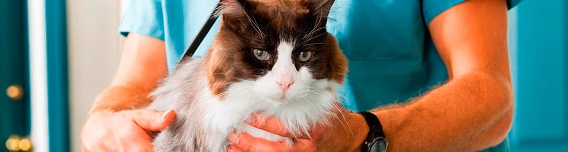 Cada cuánto se desparasita un gato. 