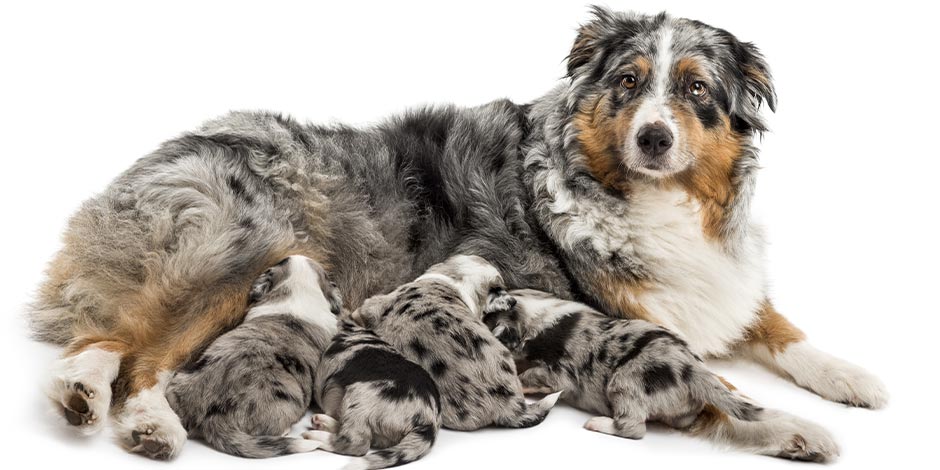 La imitación a su madre es una de las causas de la coprofagia en perros cachorros. Mamá canina con sus crías. 