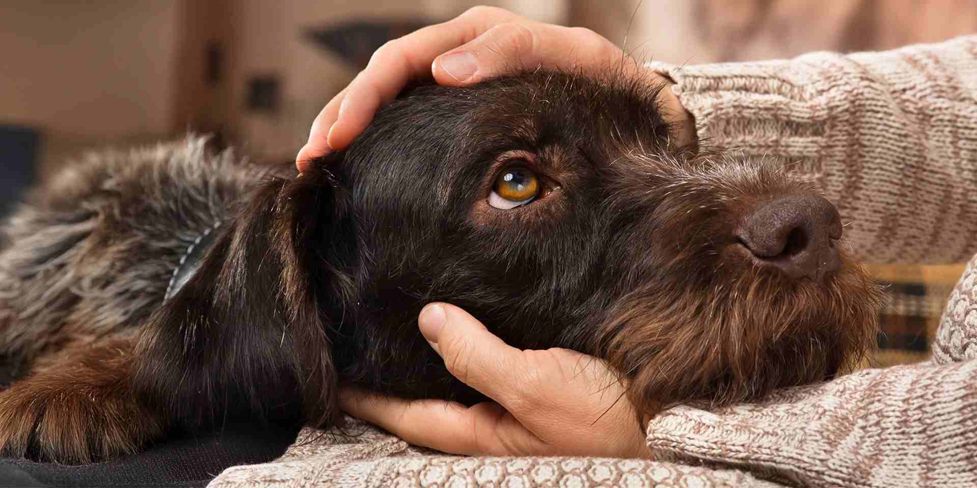 envenenamiento en perros