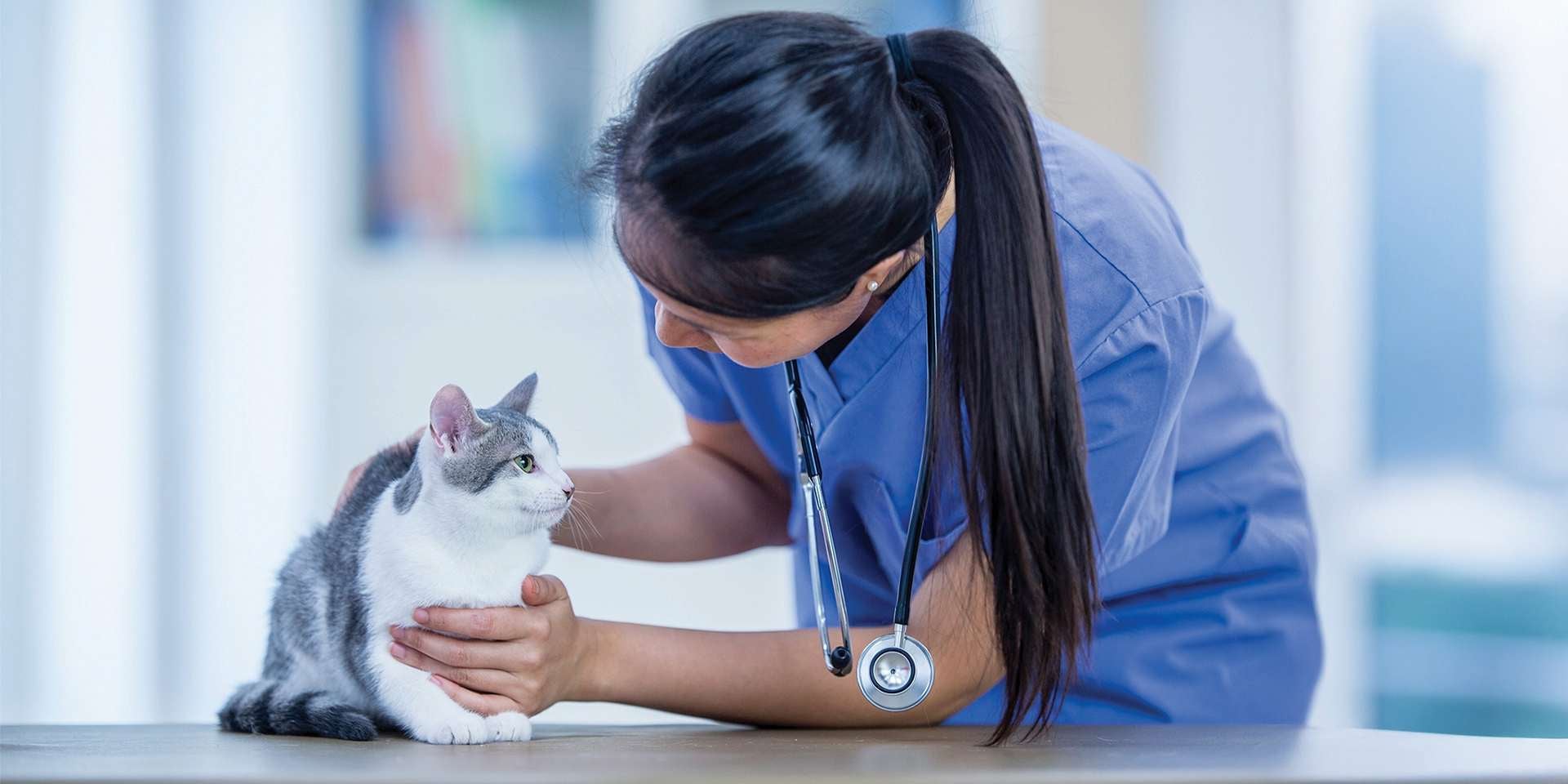 ¿La esterilización es dolorosa?