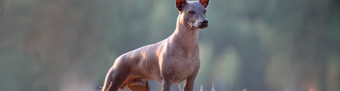 Según los mexicas, el Xoloitzcuintle no solo es de los perros que van al cielo, sino que guía a los difuntos. 