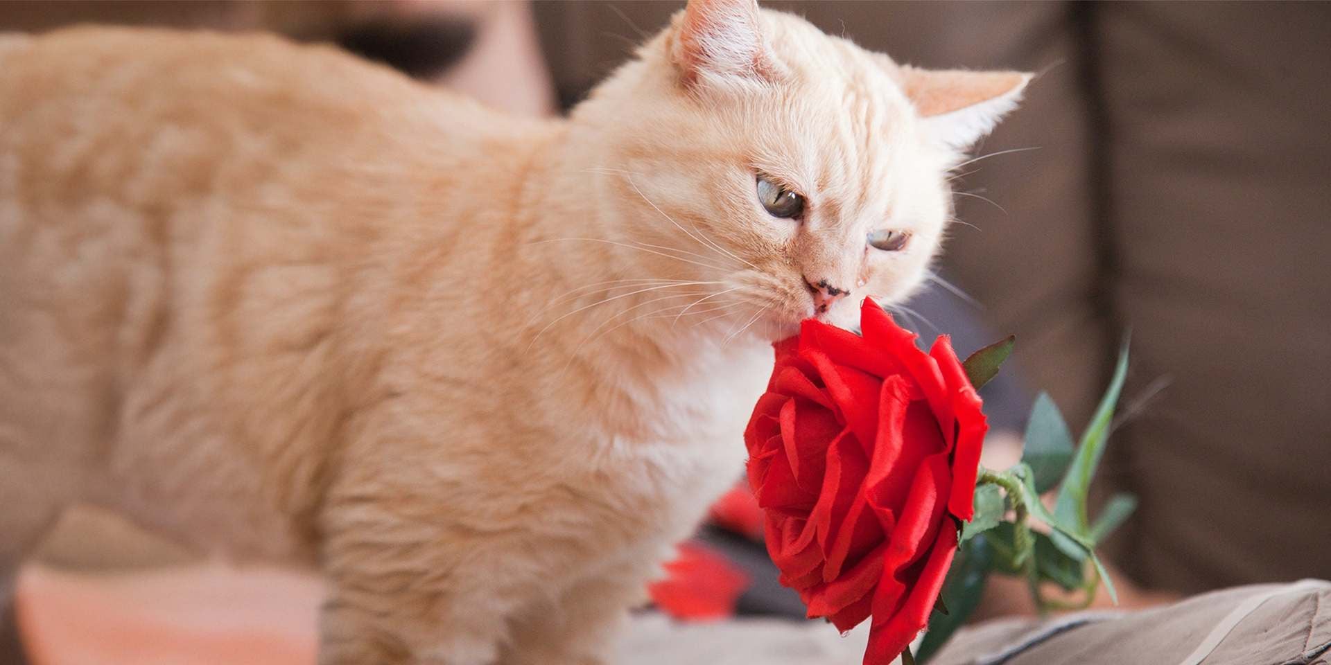 Gatita con una rosa. Nombres para gatas. 