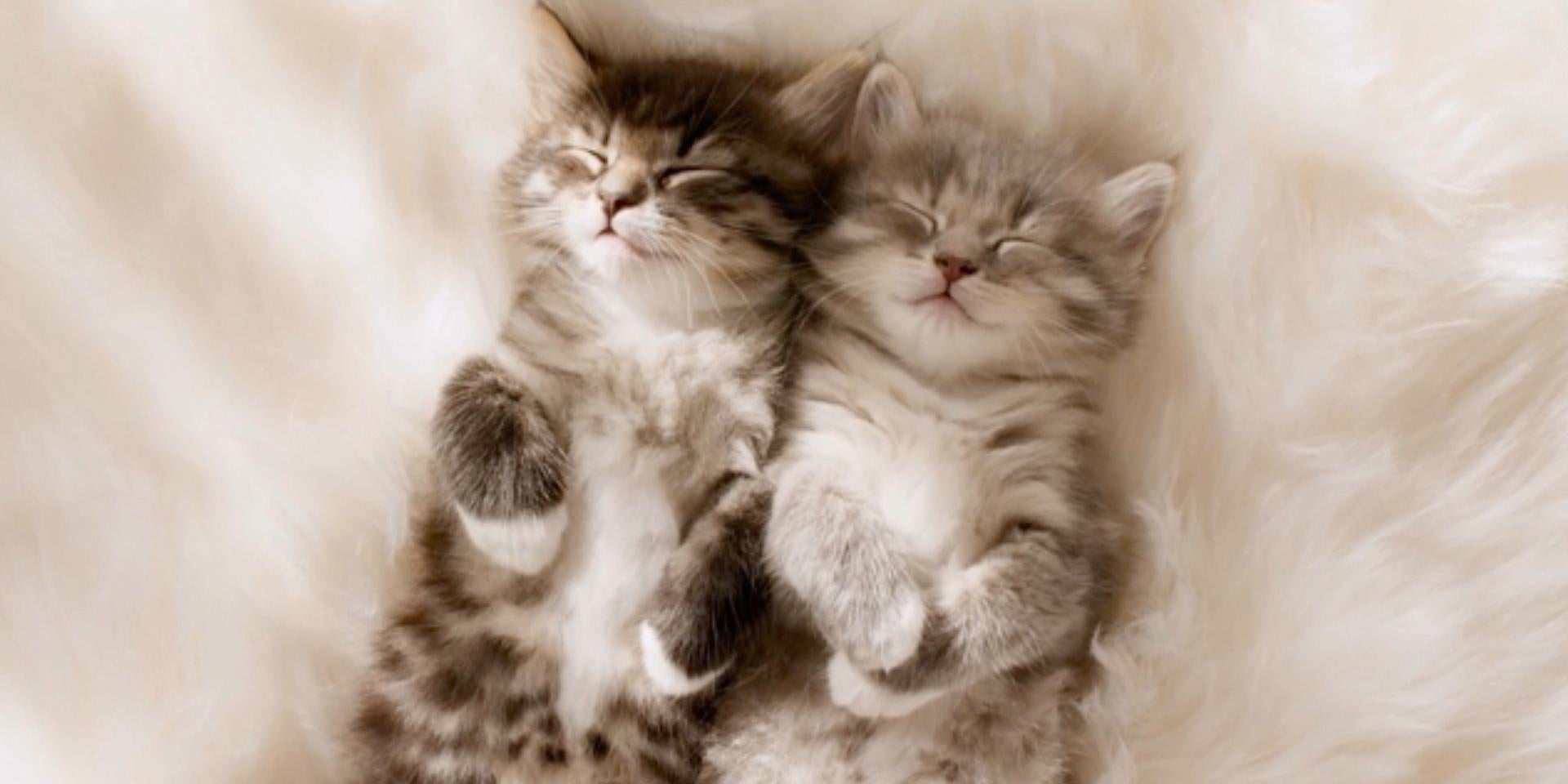 Hay opciones de nombres para gatas de cualquier índole. Algunas más comunes que otras. Conoce algunas con PURINA®. 