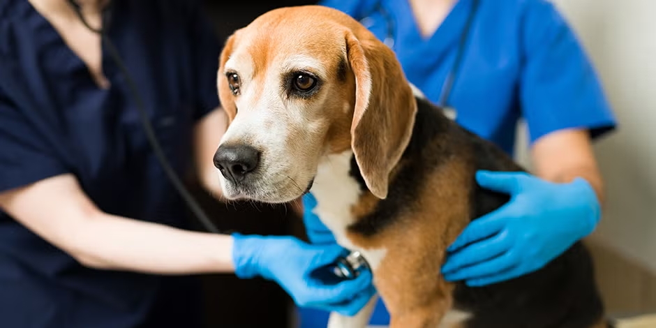 Parvovirus en perros. Beagle en revisión veterinaria.