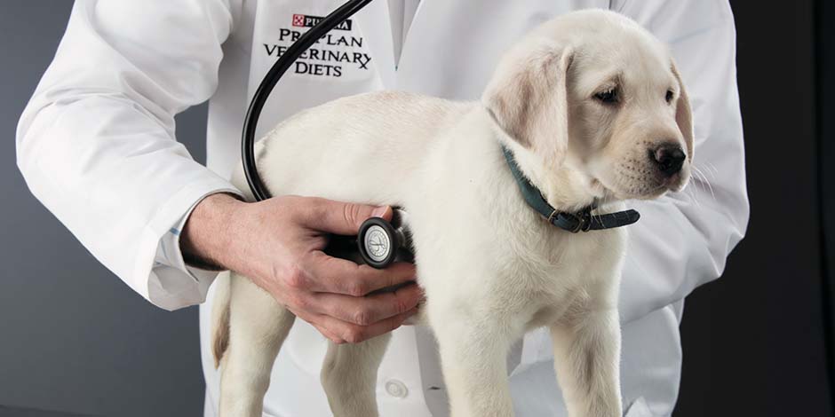 ¿Qué es el parvovirus en perros y cómo prevenirlo? Veterinario examinando a un cachorro.