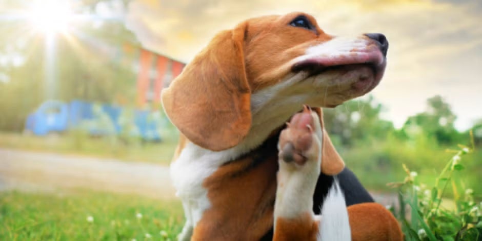 Beagle al aire libre, con comezón por posible alergia en perros.