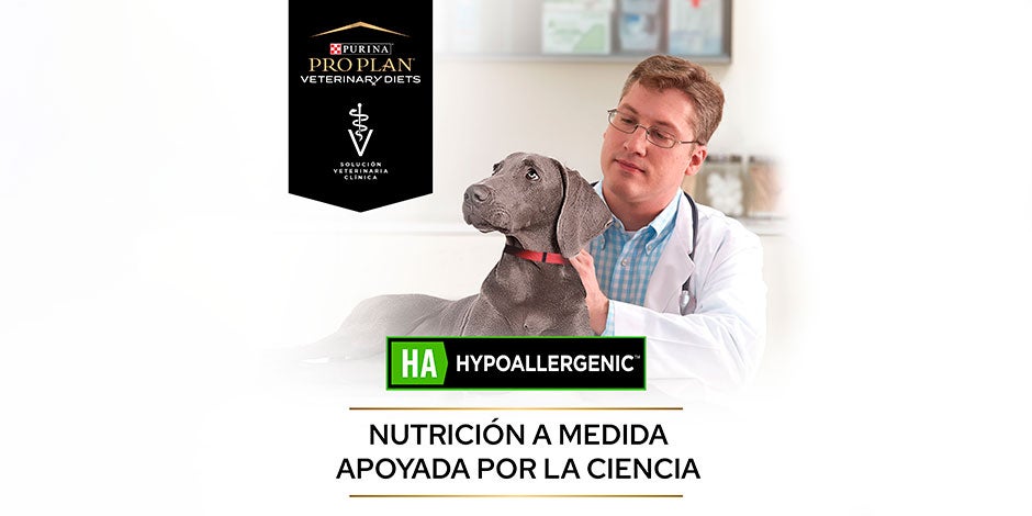 Para tratar la alergia en perros, PRO PLAN® Hidrolizado será una gran alternativa nutricional.