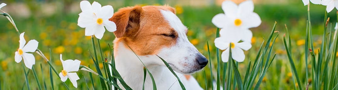 Perro en medio de un prado con flores. Alergia en perros.