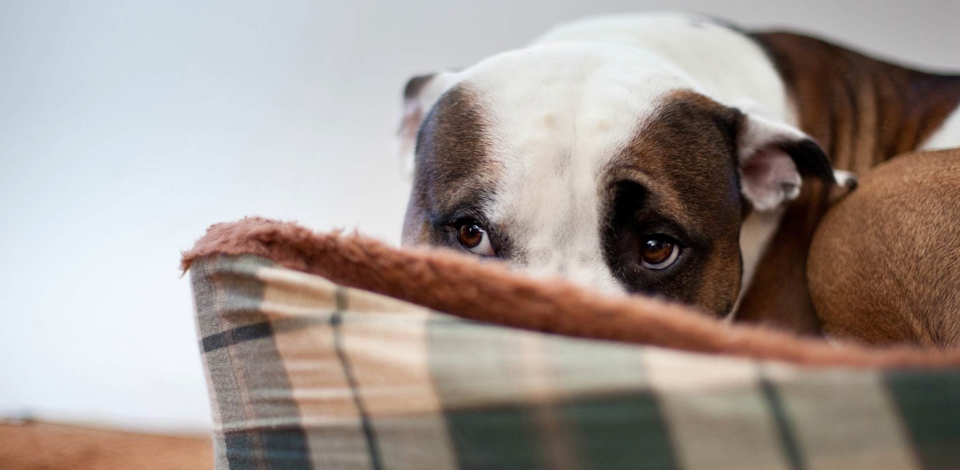 ¿Por qué los perros mueven la cola? Este perro temeroso seguramente tendrá la cola escondida entre las patas.