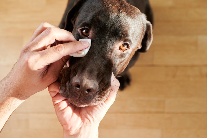 Tutor limpiando ojos de labrador, entendiendo como ven los perros.
