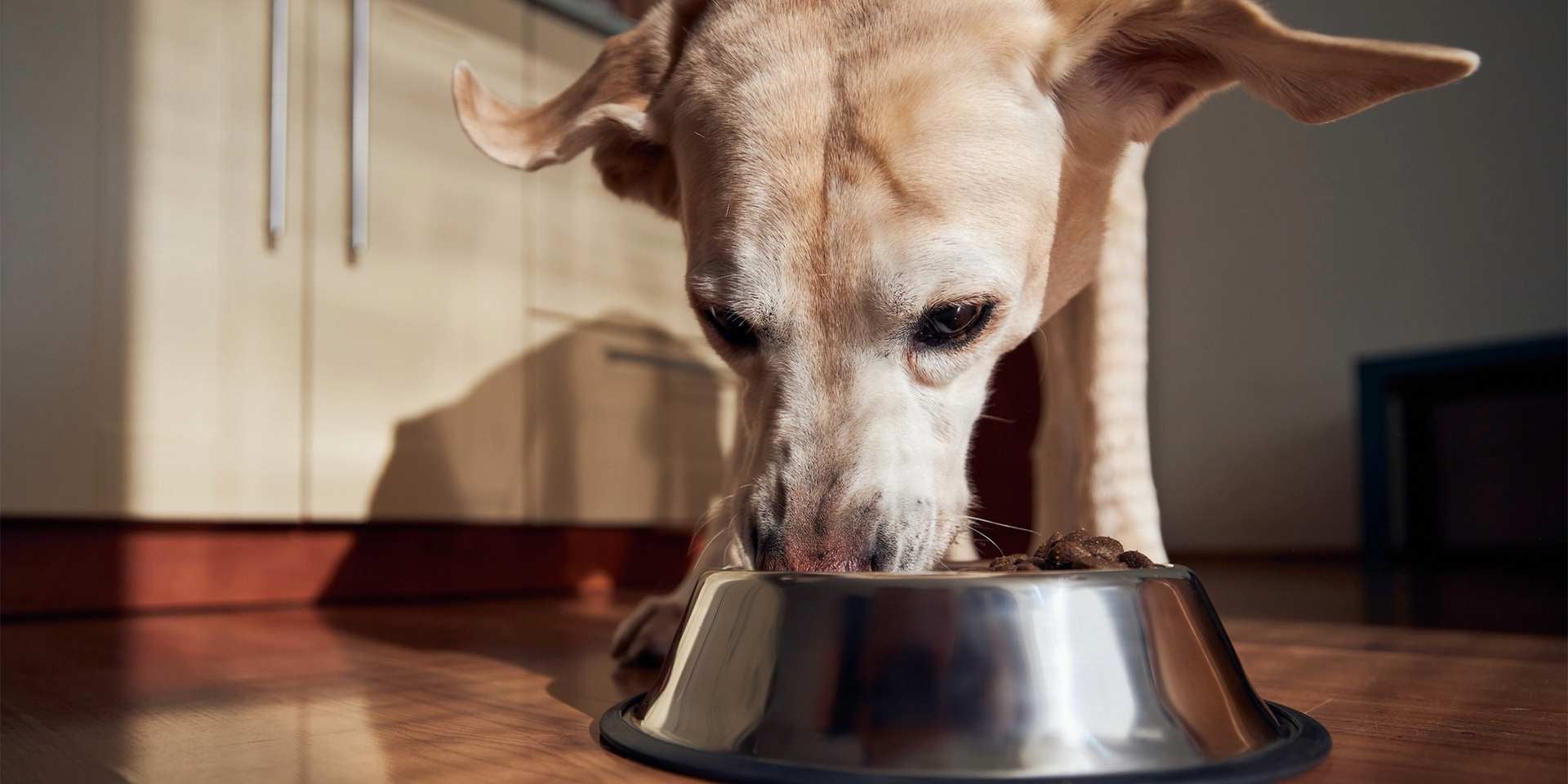 Giardia en perros. Perro comiendo en un espacio limpio y desinfectado.