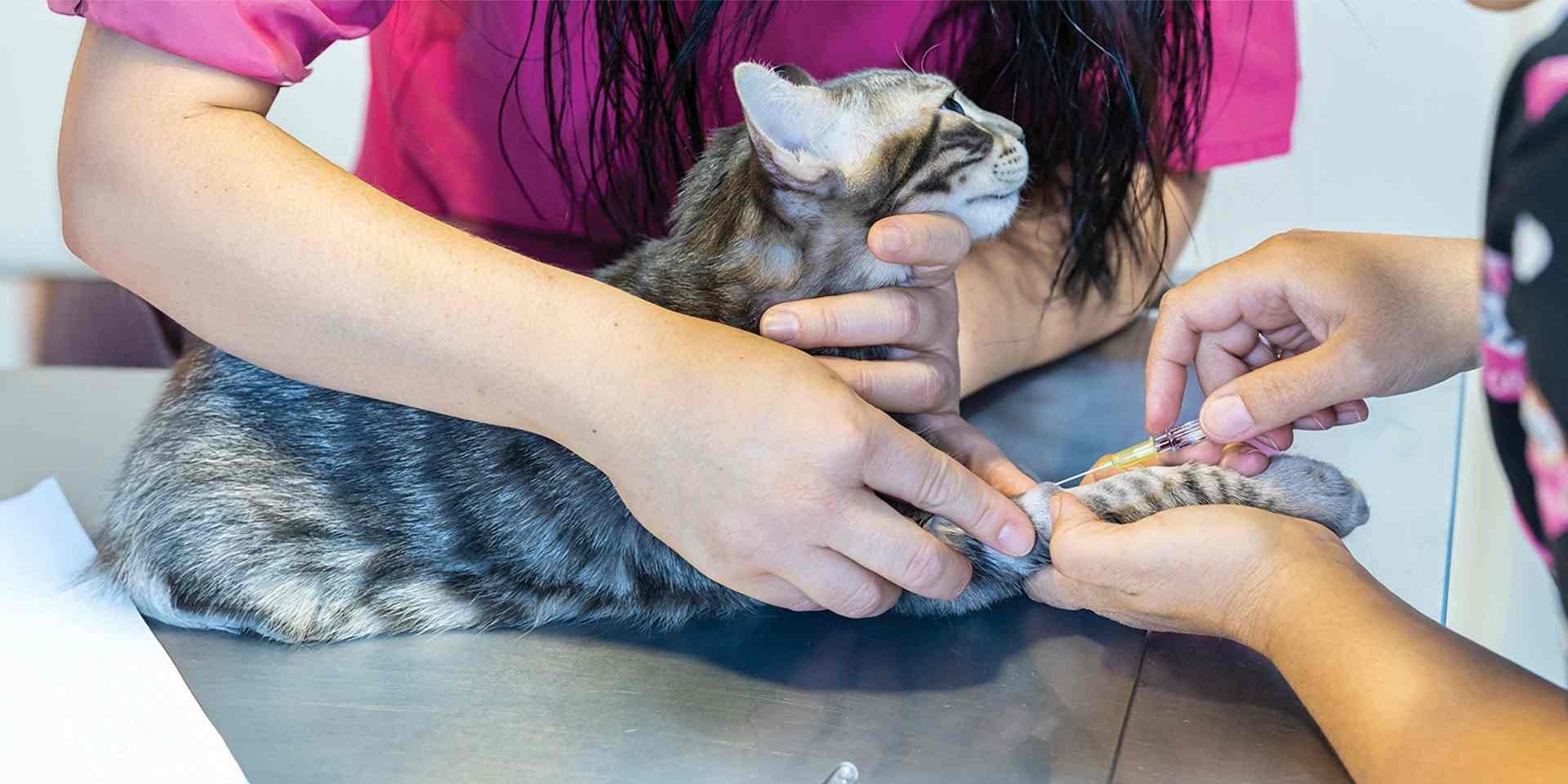 Veterinaria haciendo una prueba de FeLV a un michi para validar presencia de leucemia en gatos.