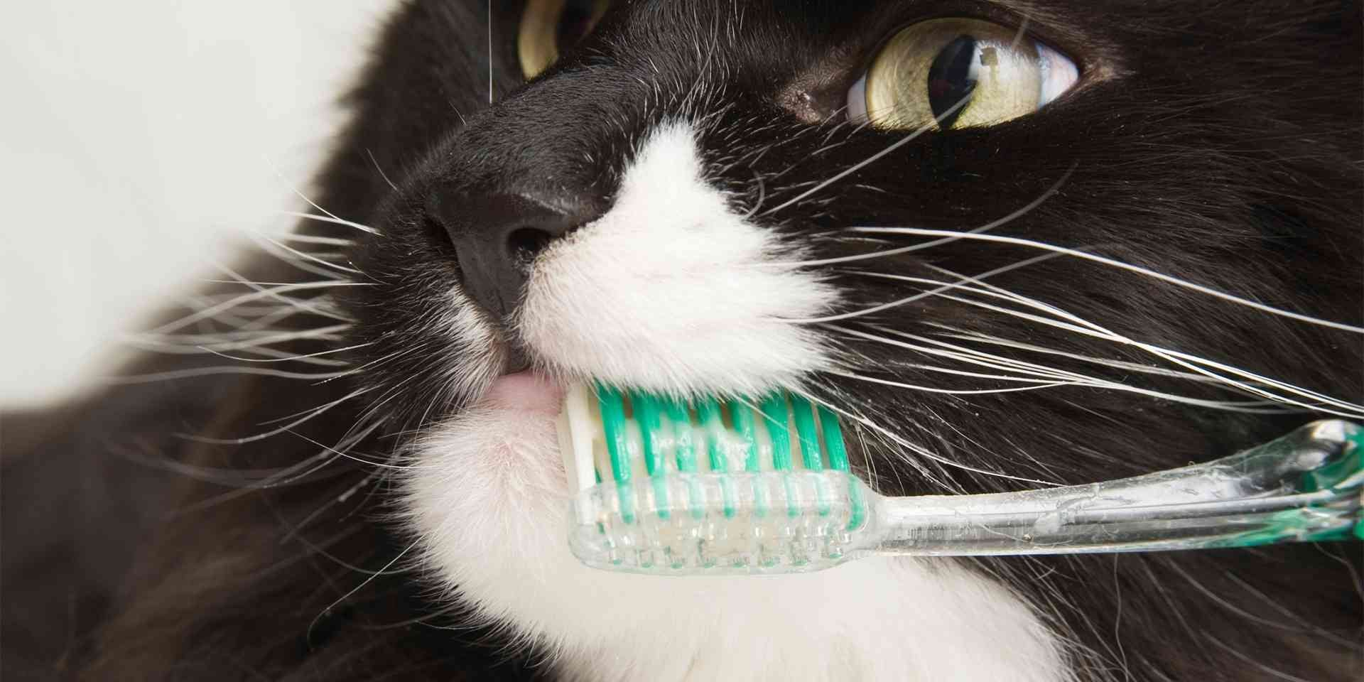 Una buena higiene es clave para prevenir el mal aliento en gatos. Cepillado dental felino.