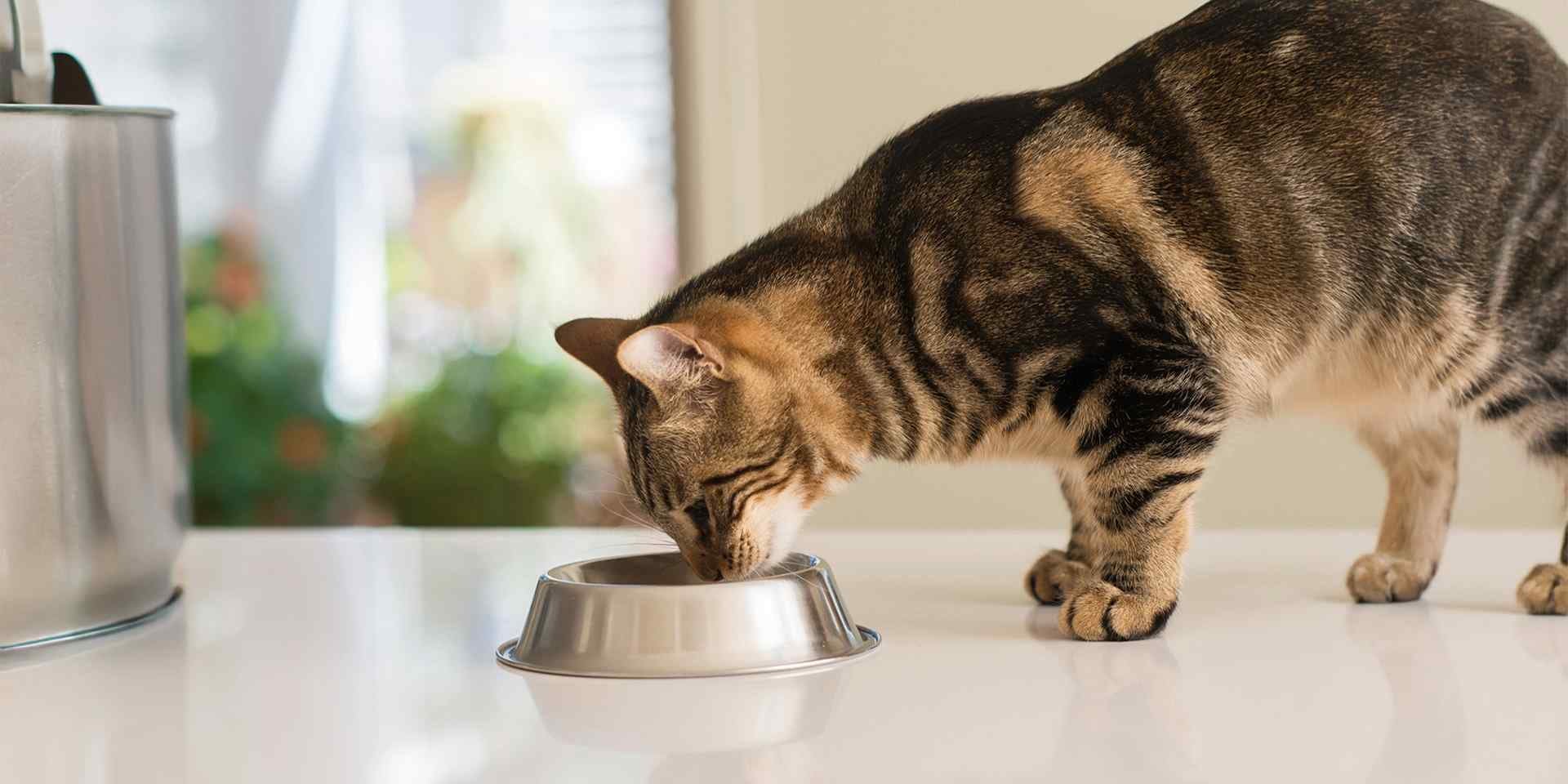 Una nutrición inadecuada puede generar mal aliento en gatos, prevenla eligiendo alta calidad con CAT CHOW®.