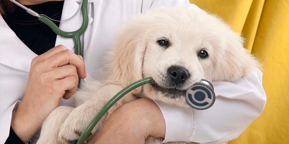 Cachorro de retriever con un veterinario en búsqueda de parásitos en perros.