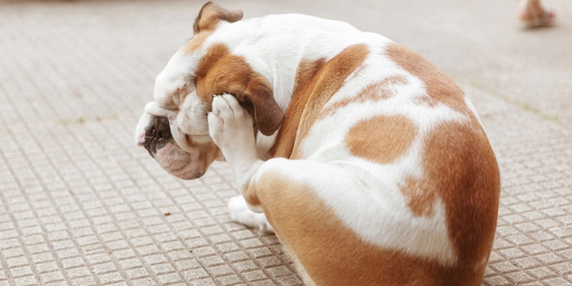 Bulldog rascándose. Posible caso de pulgas en perros.