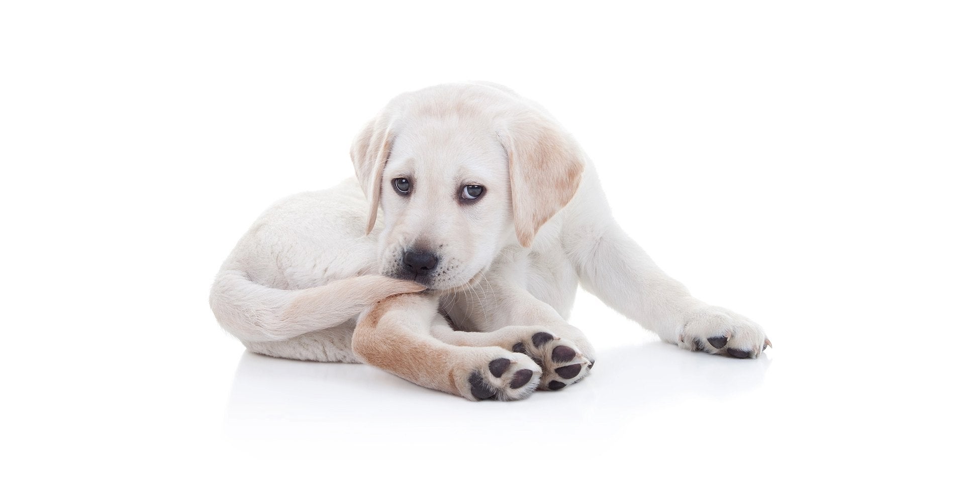 Cachorro mordiendo su colita por posibles pulgas en perros.