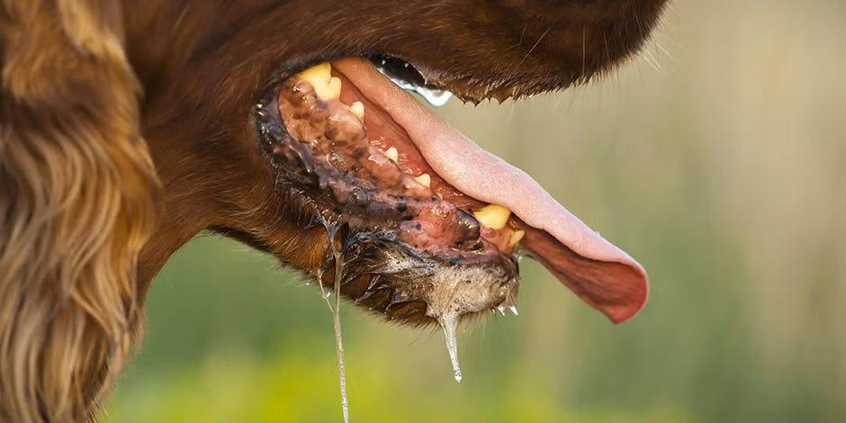 La rabia en perros puede provocar un incremento en la salivación, como en la imagen.