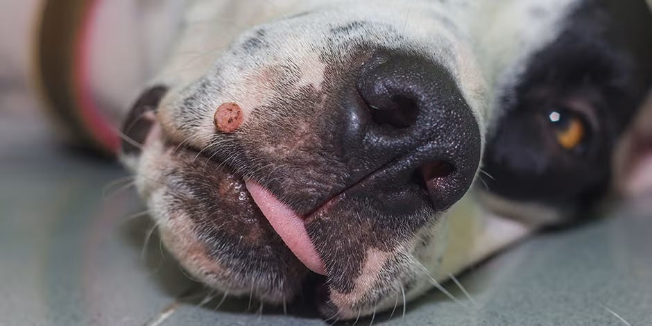 Las verrugas son tumores en perros producidos por papiloma, aunque suelen ser benignos.