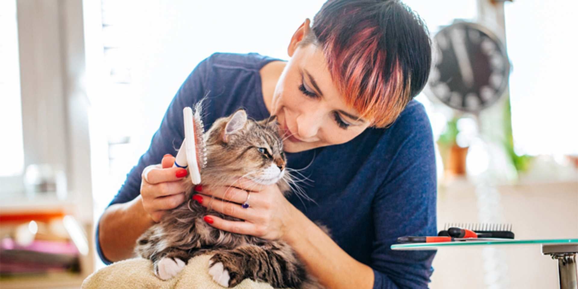 Si el vómito en gatos tiene rastros de pelo, haz un cepillado más riguroso. Michi siendo cepillado.