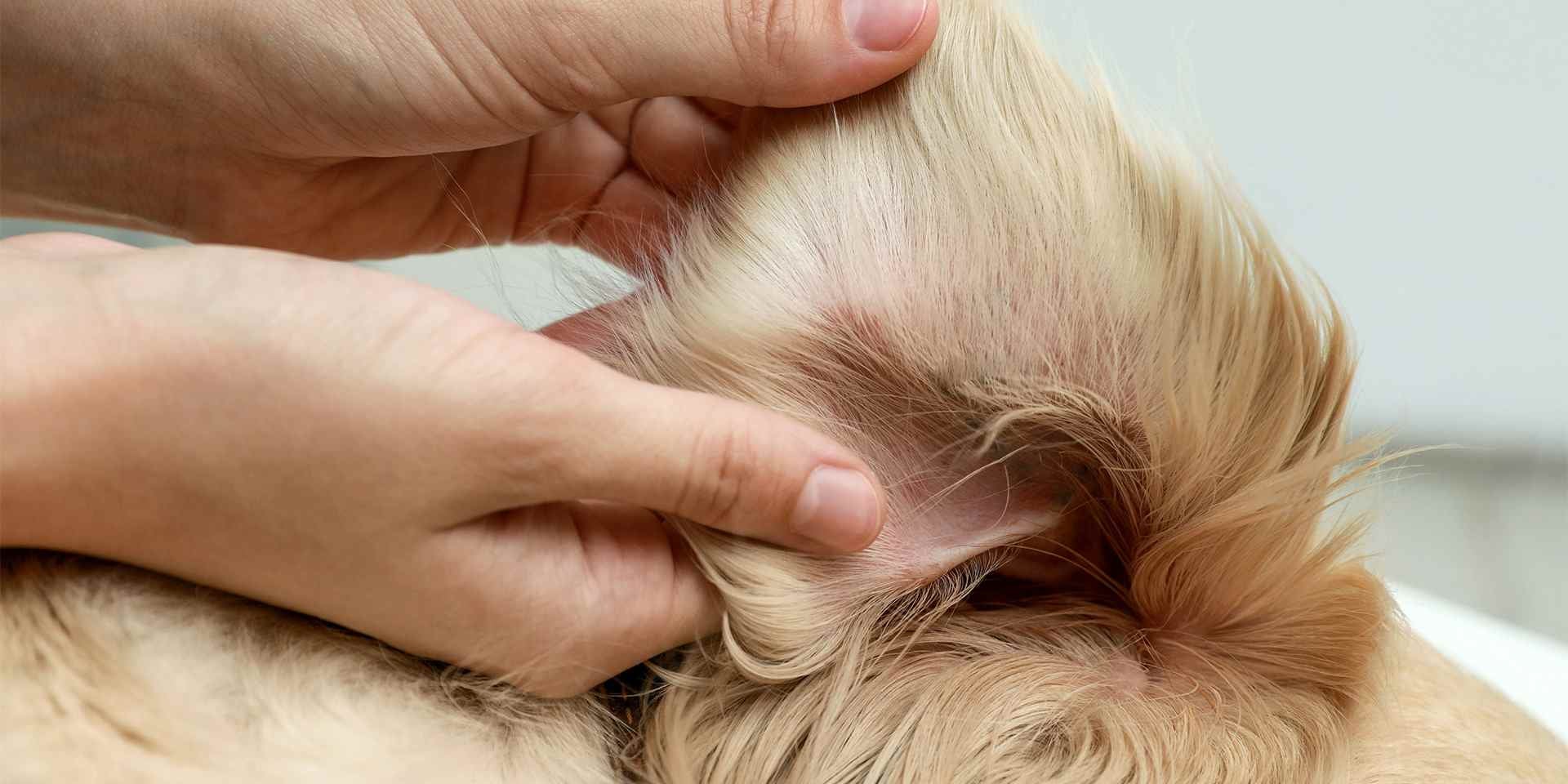 La otitis en perros puede tratarse y mejor aún, prevenirse. Cuida el bienestar de tu mascota. Oreja de perro.