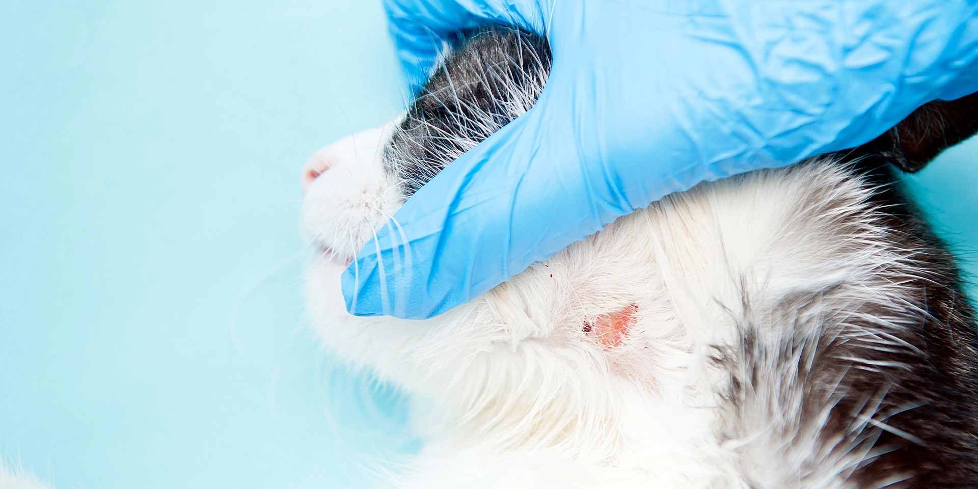 Los ácaros se acumulan en la piel del gato, produciendo sarna en gatos como en este gato tuxedo.