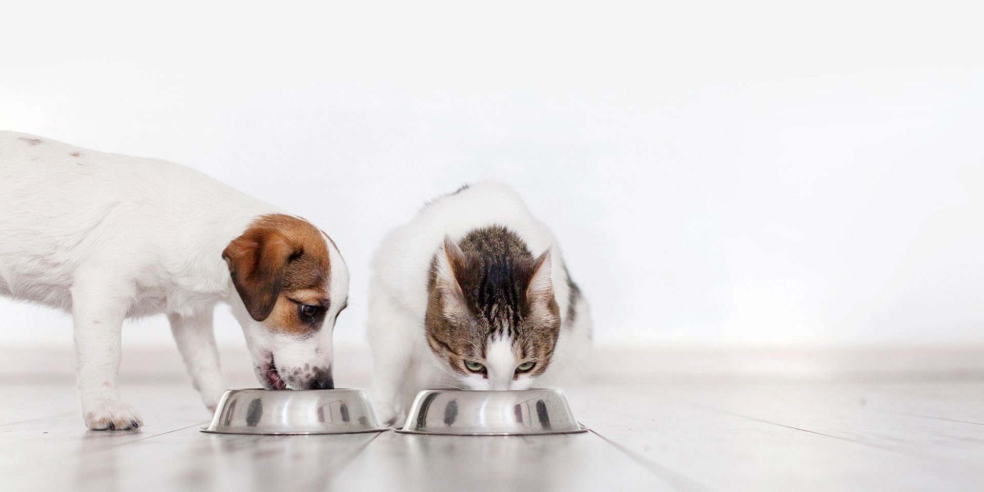 Cambio de alimento en mascotas. Perro y gato hogareños comiendo uno junto al otro.