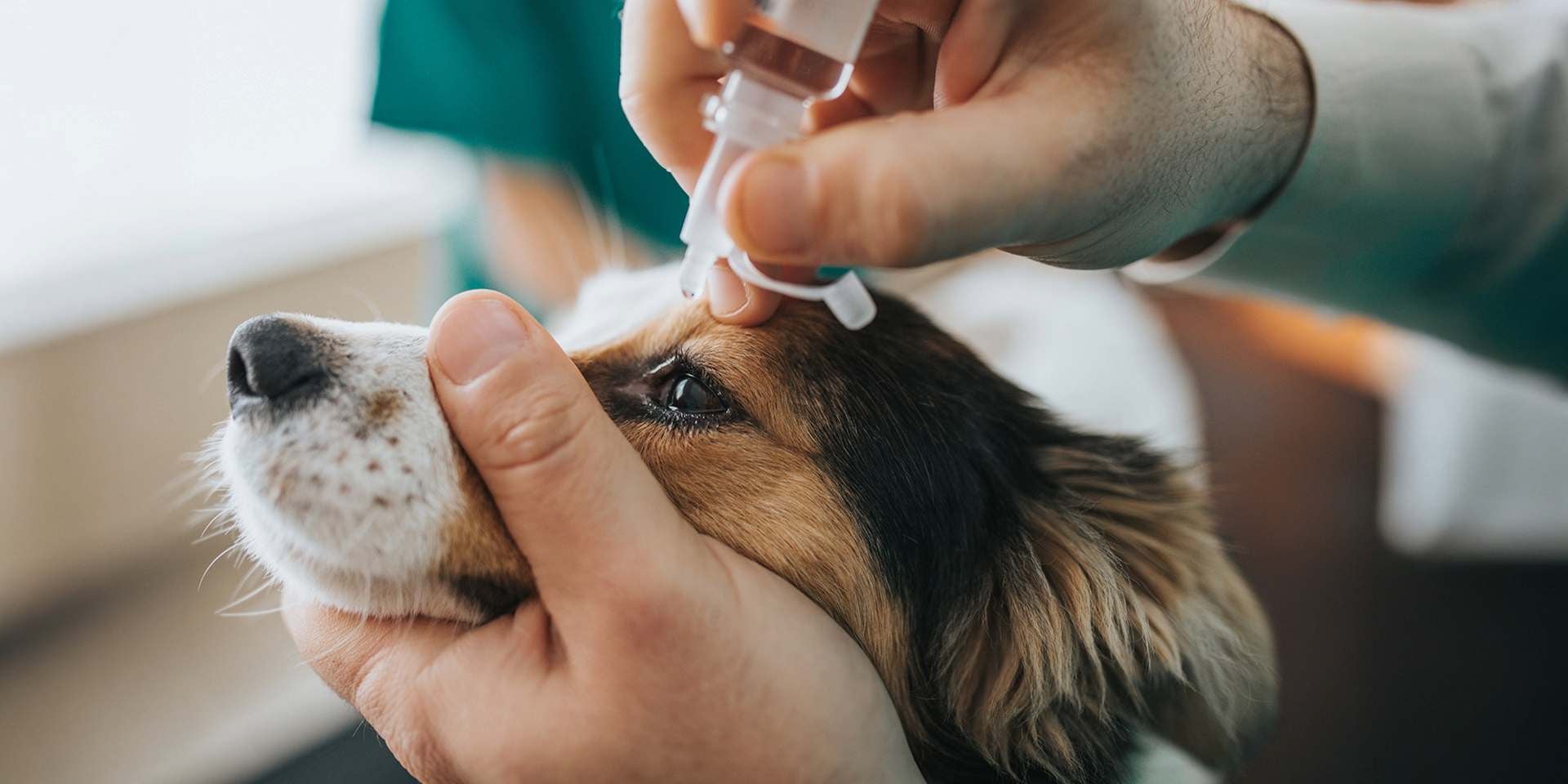 Conjuntivitis en perros