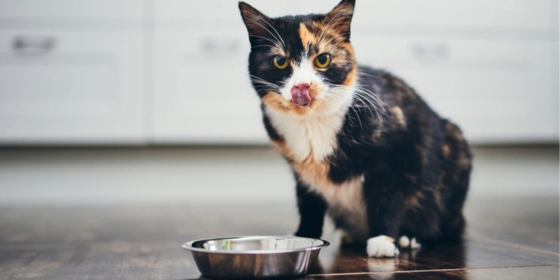 Gato calicó esperando su comida, sentado junto a su plato.
