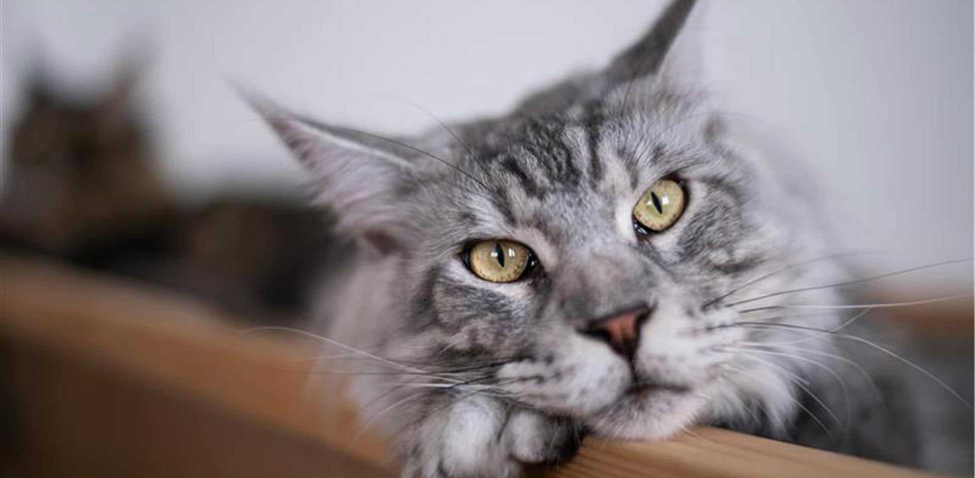 Los gatos de raza grande, como este Maine coon son una mezcla de belleza e imponencia.