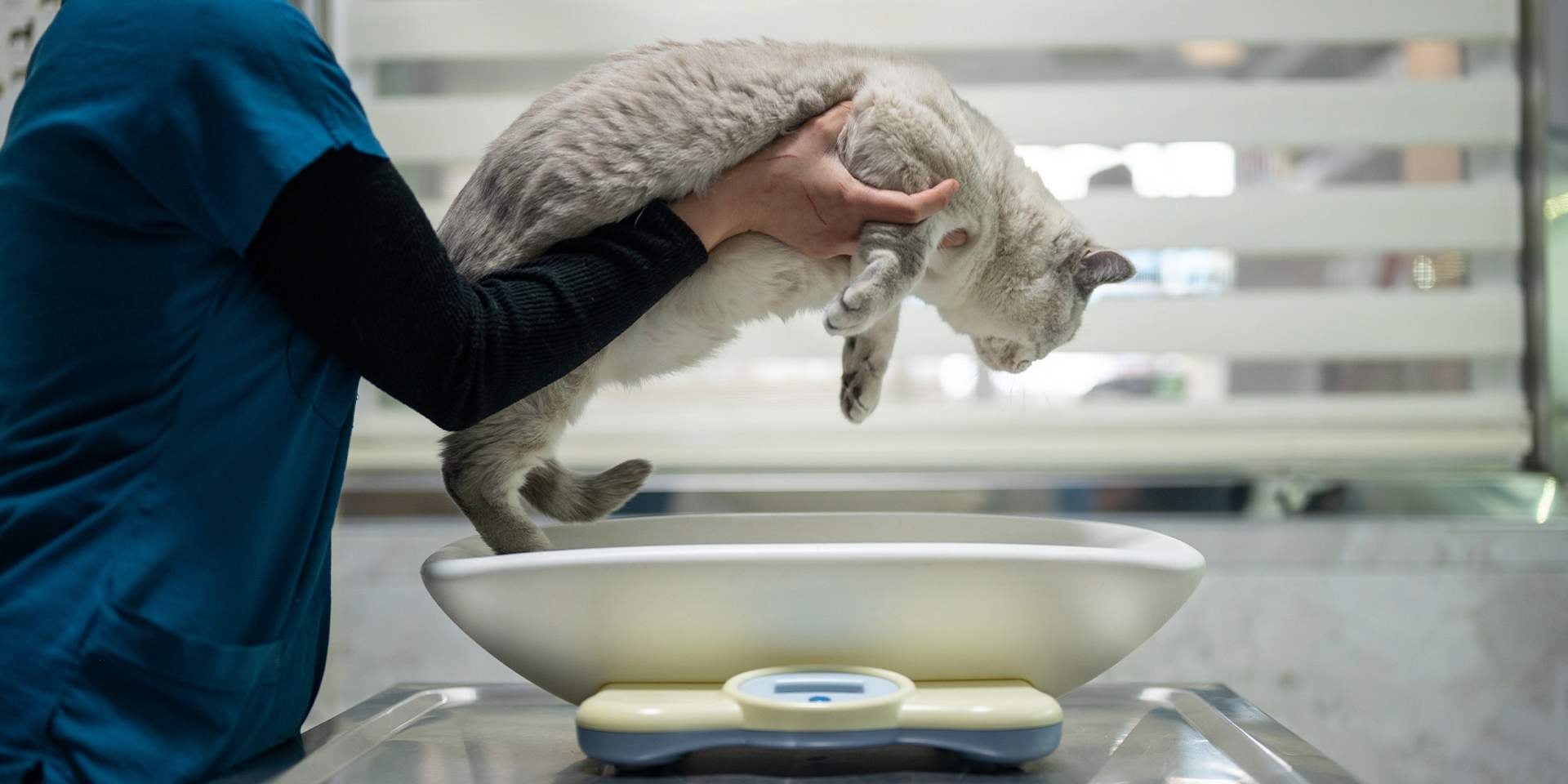 Llevar a los gatos de raza grande al veterinario es clave para protegerlos del sobrepeso o de molestias articulares.